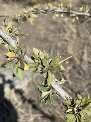 Berberis microphylla