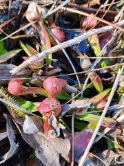 Sarracenia psittacina