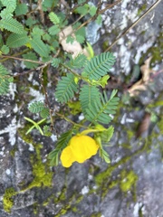 Chamaecrista