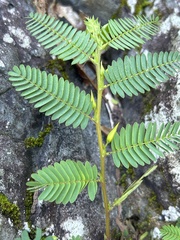 Chamaecrista
