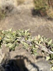 Berberis microphylla