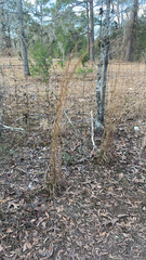 Andropogon virginicus
