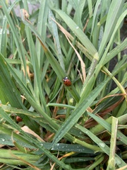 Coccinella septempunctata