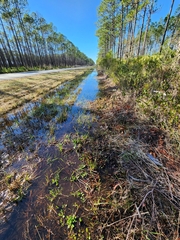 Sarracenia psittacina