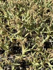 Azorella prolifera