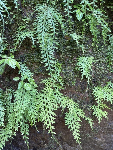 Selaginella cordifolia