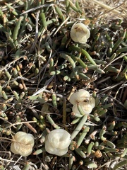 Ephedra fragilis fragilis