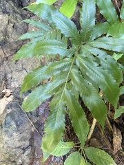 Meniscium reticulatum