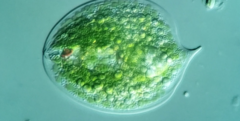 Phacus gigas