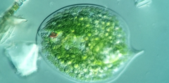 Phacus gigas