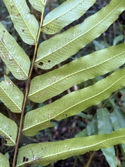 Meniscium reticulatum