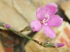 Dianthus albens