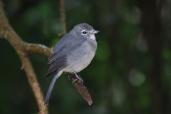 Melaenornis fischeri