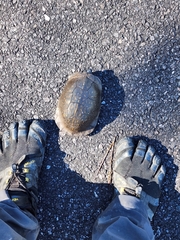 Terrapene carolina major