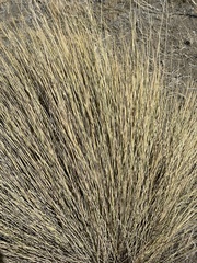 Stipa