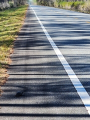 Terrapene carolina major