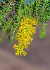 Prosopis flexuosa