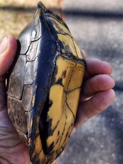 Terrapene carolina major