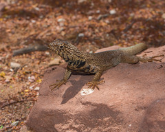 Microlophus theresioides