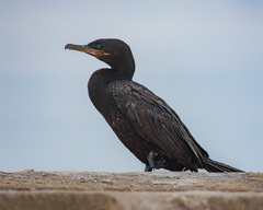 Nannopterum brasilianum