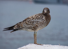 Larus belcheri