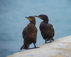 Nannopterum brasilianum