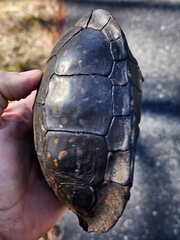 Terrapene carolina major