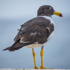 Larus belcheri