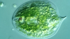Phacus gigas