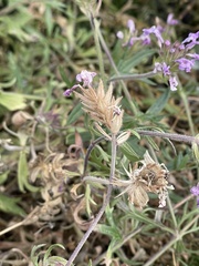 Glandularia pubera