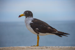 Larus belcheri