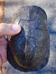 Terrapene carolina major