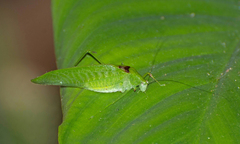 Anaulacomera