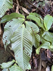 Mickelia pergamentacea