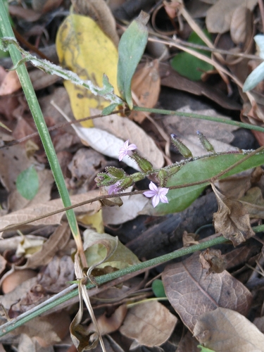 Image of Plumbago pulchella by (c) Jordi Martínez Martínez, some rights reserved (CC BY)