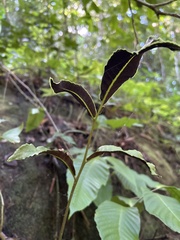Mickelia pergamentacea