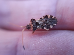 Centrocoris variegatus