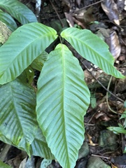 Mickelia pergamentacea