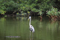 Ardea cocoi