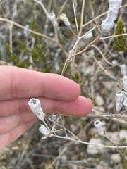 Mentzelia multiflora