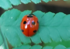 Coccinella algerica