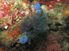 Virididentula dentata