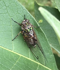 Amphipsalta zelandica