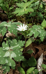 Stellaria pubera
