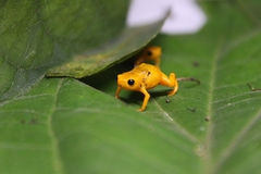 Brachycephalus rotenbergae