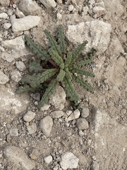 Phacelia integrifolia