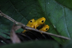 Brachycephalus rotenbergae