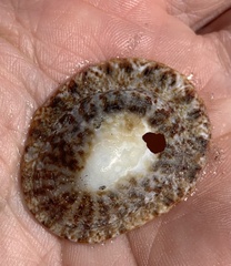 Scutellastra granularis