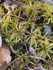 Climacium dendroides