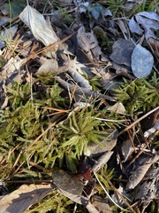 Climacium dendroides